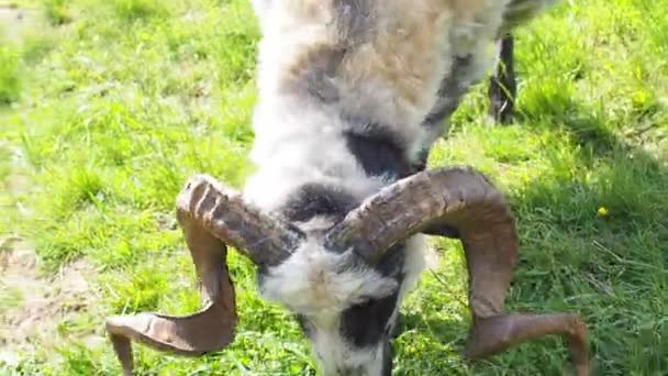 羊在绿草中吃草 羊食时刻 饥饿的动物吃青草 在一个阳光明媚的日子里 在喀尔巴阡山脉里 长着铃铛和大角的毛茸茸的羊在吃草 — 图库视频影像