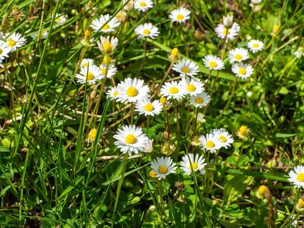 Chamomile Flowers Garden Camomile Green Grass Nature Field Camomiles Sunny — Stock Photo, Image