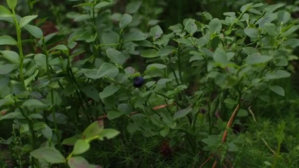 Buisson Vert Bleuets Aliments Biologiques Sains Bleuets Sauvages Vaccinium Myrtillus — Video