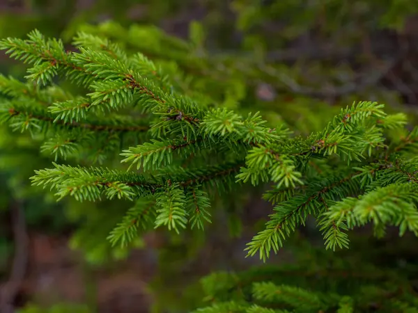 Weihnachten Hintergrund Mit Schönen Grünen Tannenbaum Brunch Aus Nächster Nähe lizenzfreie Stockfotos