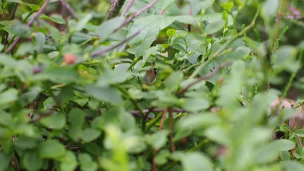Arbusto Verde Mirtilos Comida Orgânica Mirtilos Selvagens Vaccinium Myrtillus Que — Vídeo de Stock