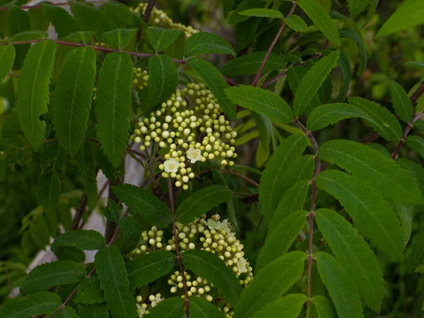 Frêne Européen Sorbus Aucuparia Fleurit Dans Une Forêt Fleurs Blanches — Photo