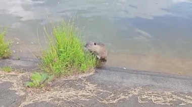 Ragondins ailesinin kemirgenleri yaz günlerinde yeşil bitki yerler. Misk Faresi yiyecek aramak için karada sürünür. Nutria göl kıyısında. Myocastor coypu ot ve çiçek yiyor. Doğadaki vahşi hayvan.