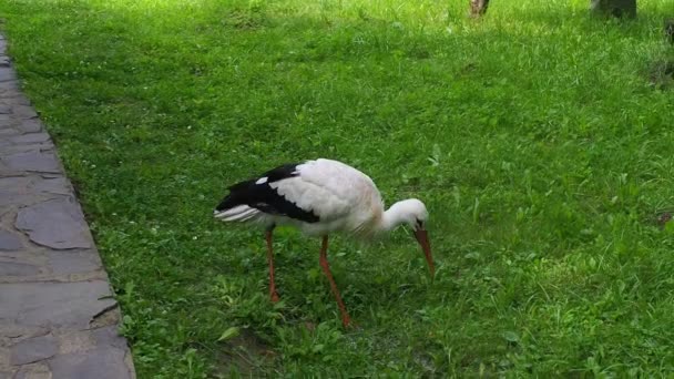 Bílý Čáp Ciconia Ciconia Zelené Louce Divoká Zvířecí Povaha Ptáci — Stock video