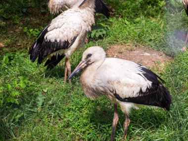 Beyaz leylekler, yeşil çayırda, ağustos böceği. Vahşi hayvan rehabilitasyon merkezi. Yeşil alanda iyileşen kötü durumdaki kuşlar. Leylekler rehabilitasyonda. Halych Ulusal Doğa Parkı. Ukrayna