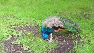 Peafowl, Pavo muticus Linnaeus yeşil çayırda. Yeşil parkta yiyecek arayan bir kuş. Pavo Linnaeus 'un çok güzel renkli kuş tüyü kuyruğu. Ukrayna 'daki vahşi hayvan rehabilitasyon merkezi..