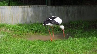 Beyaz leylek, ağustos böceği, yeşil bir çayırda. Vahşi hayvan doğası. Kuşlar yeşil parka girdi. Leylek yiyecek arıyor. Yetişkin Avrupalı Beyaz Leylek Yeşil Yaz Çimlerinde Yürüyor ve Yiyor.