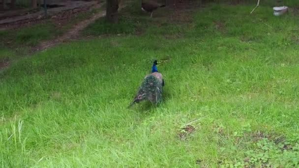 Peafowl Pavo Muticus Linnaeus Green Meadow Bird Green Park Looking — Stock Video