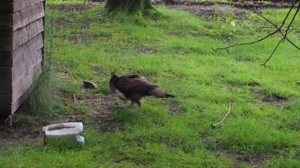 Peafowl Pavo Muticus Linnaeus Green Meadow Bird Green Park Looking — Stock Video