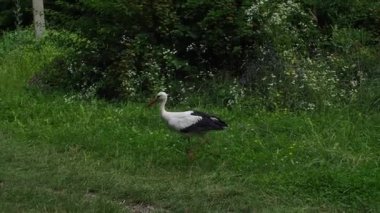 Beyaz leylek, ağustos böceği, yeşil bir çayırda. Vahşi hayvan doğası. Kuşlar yeşil parka girdi. Leylek yiyecek arıyor. Yetişkin Avrupalı Beyaz Leylek Yeşil Yaz Çimlerinde Yürüyor ve Yiyor.