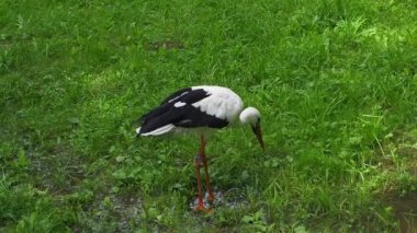 Beyaz leylek, ağustos böceği, yeşil bir çayırda. Vahşi hayvan doğası. Kuşlar yeşil parka girdi. Leylek yiyecek arıyor. Yetişkin Avrupalı Beyaz Leylek Yeşil Yaz Çimlerinde Yürüyor ve Yiyor.