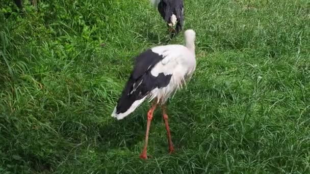 White Storks Ciconia Ciconia Green Meadow Wild Animalin Nature Birds — Stock Video