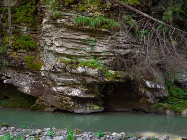 Yazın Karpatya dağlarında nehir ve yeşil ağaçlı kanyon manzarası. Ukrayna 'daki güzel kayalık kanyon. Seyahat, yürüyüş, macera. Nehir kozalaklı ağaçların arasından kanyonda akıyor..