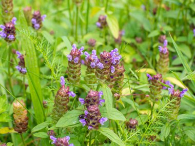 Bencillik Çiçekleri, Prunella vulgaris tarlada yetişiyor. Bal ve tıbbi bitkiler, Avrupa. Güneşli bir günde Prunella vulgaris 'in açması. Kendi kendini iyileştirir, marangozlar ot, esmer otlar ya da mavi bukleler