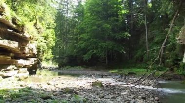 Yazın Karpatya dağlarında nehir ve yeşil ağaçlı kanyon manzarası. Ukrayna 'daki güzel kayalık kanyon. Seyahat, yürüyüş, macera. Nehir kozalaklı ağaçların arasından kanyonda akıyor..