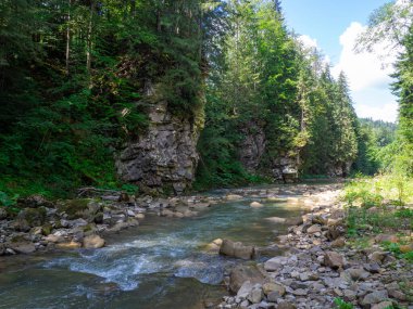 Yazın Karpatya dağlarında nehir ve yeşil ağaçlı kanyon manzarası. Ukrayna 'daki güzel kayalık kanyon. Seyahat, yürüyüş, macera. Nehir kozalaklı ağaçların arasından kanyonda akıyor..