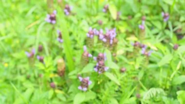 Bencillik Çiçekleri, Prunella vulgaris tarlada yetişiyor. Bal ve tıbbi bitkiler, Avrupa. Güneşli bir günde Prunella vulgaris 'in açması. Kendi kendini iyileştirir, marangozlar ot, esmer otlar ya da mavi bukleler