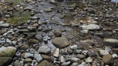 Yazın Karpatya dağlarında nehir ve yeşil ağaçlı kanyon manzarası. Ukrayna 'daki güzel kayalık kanyon. Seyahat, yürüyüş, macera. Nehir kozalaklı ağaçların arasından kanyonda akıyor..