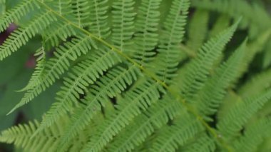 Ormanda taze yeşil eğrelti otu yaprakları. Eğreltiotu yapraklarına yakın, yaygın polipody. Eko tasarımı için bitkisel yemyeşil yaprak dokusu ve metin için boşluk. Seçici odak.