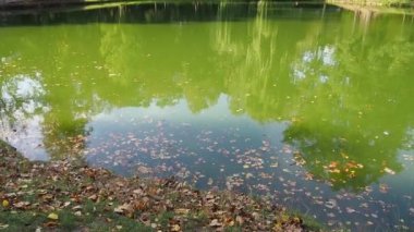Yeşil bir göl. Ördek otu ve düşen yapraklarla kaplı bir göletin yüzeyi. Parkta durgun su var. Yeşil yosunlarla kaplı yapay bir göletin ayna su yüzeyi.