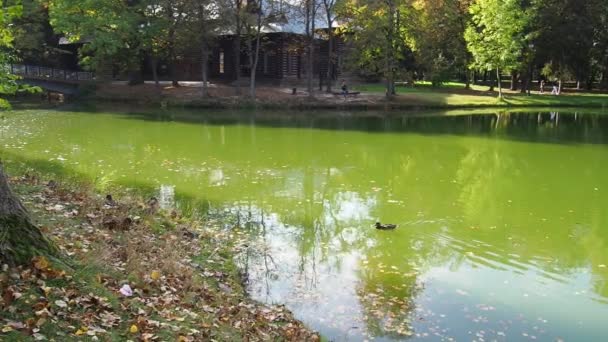Pato Nadar Através Lago Verde Vista Superfície Uma Lagoa Coberta — Vídeo de Stock