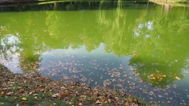 Green Lake View Surface Pond Covered Duckweed Fallen Leaves Stagnant — Stock Video