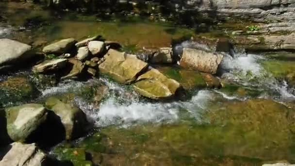 Die Stromschnellen Auf Dem Fluss Gebirgsfluss Fließt Durch Den Grünen — Stockvideo