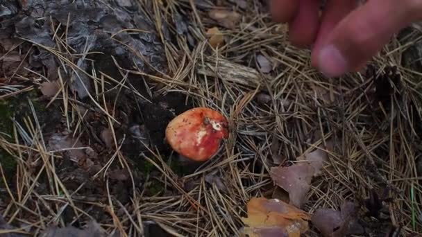 Russula Emetica Doente Vômito Russula Cogumelo Vermelho Branco Chapéu Vermelho — Vídeo de Stock