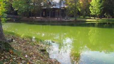 Ördekler yeşil gölde yüzüyor. Ördek otu ve düşen yapraklarla kaplı bir göletin yüzeyi. Parkta durgun su var. Yeşil yosunlarla kaplı yapay bir göletin ayna su yüzeyi.