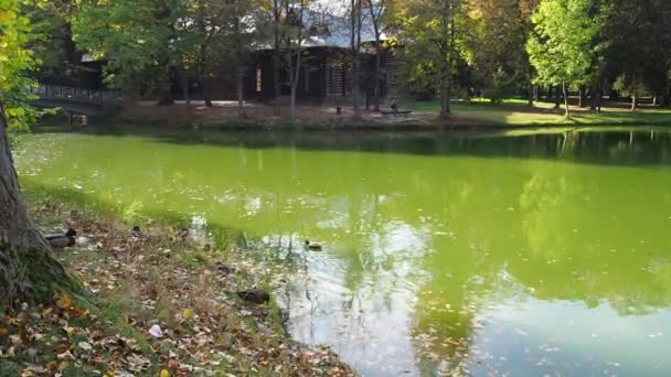 鸭子在绿湖中游来游去 湖面上覆盖着浮藻和落叶的景象 公园里的积水 绿藻覆盖的人工池塘的镜面 — 图库视频影像