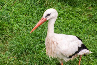 White stork, Ciconia ciconia, on a green meadow. Wild animalin nature. Birds in in the green park. Stork looking for food. Adult European White Stork Bird Walking In Green Summer Grass and Eating. clipart