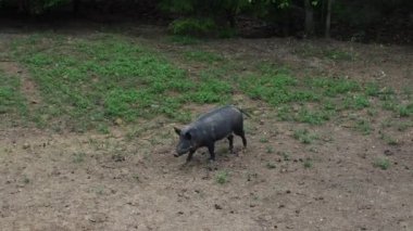 Yağmurlu bir günde bir yaban domuzu yiyecek aramak için çayırda yürür. Koyu saçlı domuz Sus Scrofa otlakta yiyecek arıyor.. 