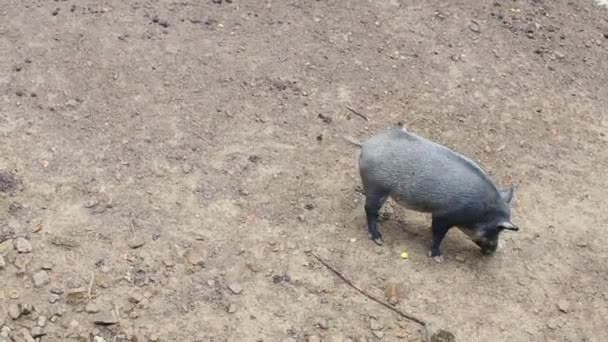 下雨天一只野猪在草地上散步寻找食物 黑毛猪Sus Scrofa在围场里寻找食物 — 图库视频影像