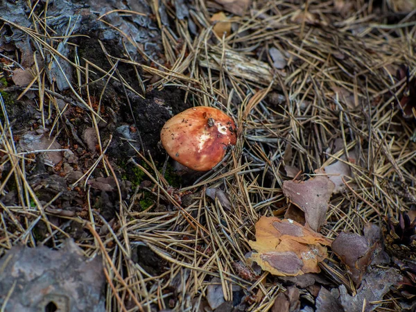 Russula emetica: kusan veya kusan russula, kırmızı ve beyaz mantar, pürüzsüz kırmızı şapka, uzun beyaz ayak, Avrupa ormanlarında yaygın mantar. Büyük Brittlegill cinsi Russula mantarı..