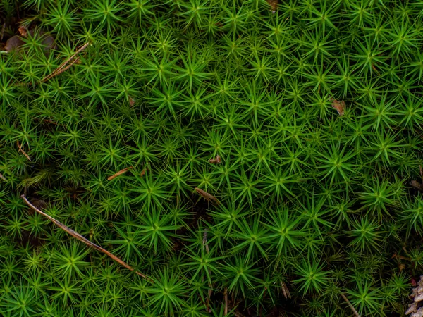 Green moss close-up background, mosses surface of wood log in beautiful forest background. Star Moss, Polytrichum commune, seen from above. Twisted Moss is a natural star shaped moss.
