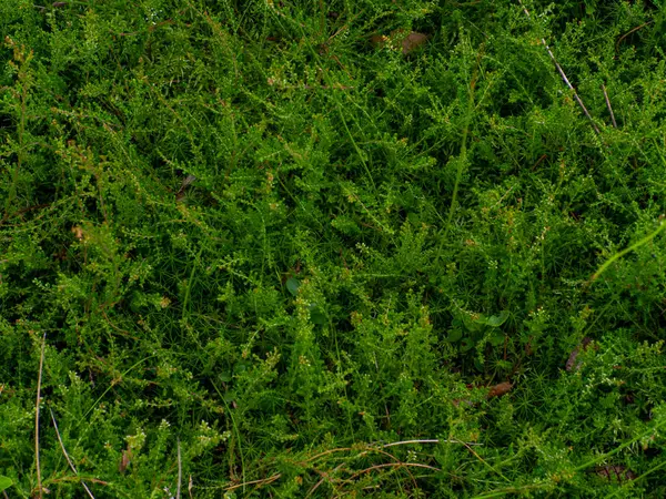 줄기의 가까운 숲에서 아름다운 숲에서 자라는 칼루나 불가리스 섬세한 칼루나 — 스톡 사진