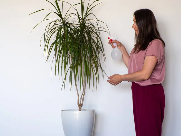 Woman watering home indoor plant of Dracaena Marginata. Woman taking care of houseplants. Growing plants at home. Copy space. Hand spray on leaves using a spray bottle. Plant care concept.