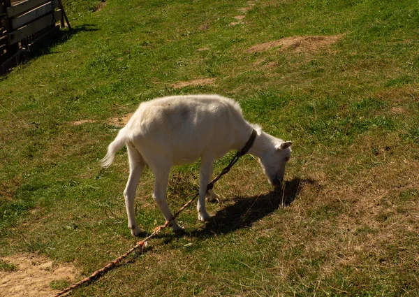 Beyaz Keçi Yeşil Çimlerde Otluyor Çiftçilik Yakın Plan Keçi Besleme — Stok fotoğraf
