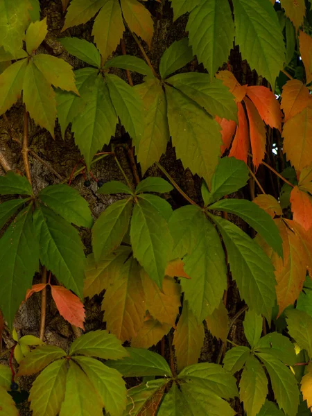 Lindas Folhas Vermelhas Irregulares Parthenocissus Quinquefolia Subindo Uma Árvore Grande — Fotografia de Stock
