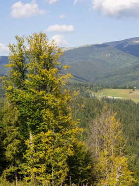 Dağ yaz manzarası. Orman, dağ zirveleri ve gökyüzünün arka planına karşı. Ukrayna. Carpathian bölgesinde yaşam tarzı. Ekoloji koruma kavramı.