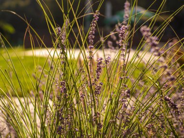 Bahçedeki seçici odak noktası mor kule çiçeği güneş ışığı, Salvia yangii veya Perovskia atriplisifolia. Doğanın çiçek desenli arka planı. Çiçek tarlasında çiçek açmış salvia çiçekleri.