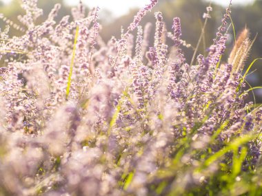 Bahçedeki seçici odak noktası mor kule çiçeği güneş ışığı, Salvia yangii veya Perovskia atriplisifolia. Doğanın çiçek desenli arka planı. Çiçek tarlasında çiçek açmış salvia çiçekleri.