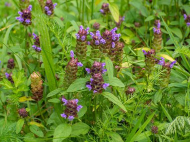 Bencillik Çiçekleri, Prunella vulgaris tarlada yetişiyor. Bal ve tıbbi bitkiler, Avrupa. Güneşli bir günde Prunella vulgaris 'in açması. Kendini iyileştiren, marangoz otu, esmer veya mavi bukleli