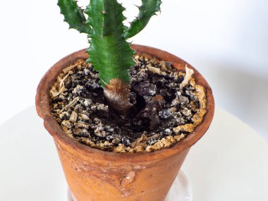Çiçek saksısındaki sarı küf, bakteriyel hastalığın belirtisidir. Evdeki bir öforbi lactea bitkisindeki mantar hastalığı. Hastalıklı Euphorbia lactea, seçici odaklanma.