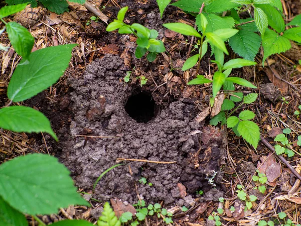 Small hole in land is wild animal. System of underground passages and holes. Animal home in the natural forest ground under spruce tree with branches, cones and scales around the hole.