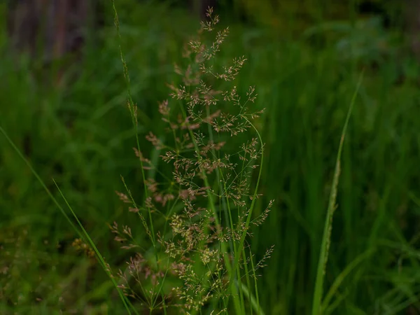 森の野生の草の花 アグロステス曲げまたは曲がった草の選択的な焦点 田舎で育った畑 牧草地の乾燥した茎 コピースペースで選択的なフォーカス — ストック写真
