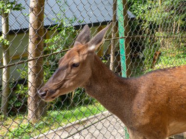Yeşil bir ormanda demir bir çitin yanında duran kırmızı geyik. Hayvani duygular, geyik. Bir çiftliğe kilitlenmiş yalnız bir geyik kadın. Kırmızı bir geyiğin portresi dikenli bir tel. Seçici odaklanma. Tutsaklık.