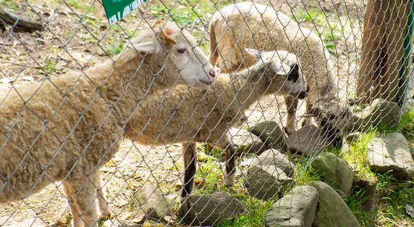 Corderos Mirando Detrás Una Cerca Hierro Prado Verde Sentimientos Animales — Foto de Stock