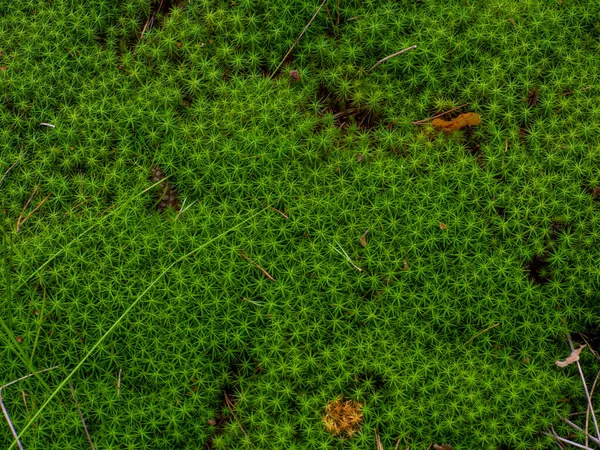 Green moss close-up background, mosses surface of wood log in beautiful forest background. Star Moss, Polytrichum commune, seen from above. Twisted Moss is a natural star shaped moss.