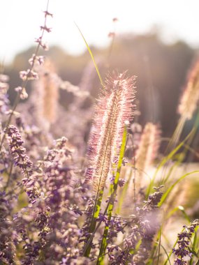 Bahçedeki seçici odak noktası mor kule çiçeği güneş ışığı, Salvia yangii veya Perovskia atriplisifolia. Doğanın çiçek desenli arka planı. Çiçek tarlasında çiçek açmış salvia çiçekleri.